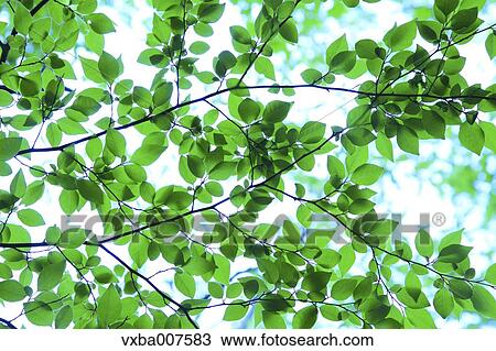 Stock Image - Greenery. Fotosearch