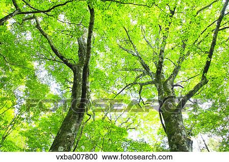 Greenery View Large Photo Image Stock Image - Greenery. Fotosearch