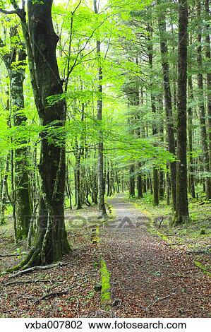 Greenery View Large Photo Image Stock Image - Greenery. Fotosearch