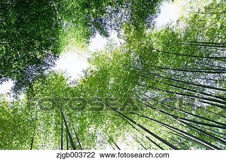 Stock Image - Greenery. Fotosearch