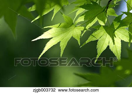 Greenery View Large Photo Image Stock Image - Greenery. Fotosearch