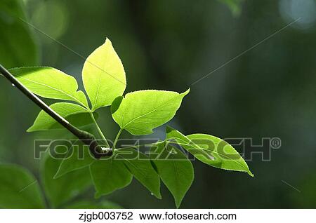 Stock Image - Greenery. Fotosearch
