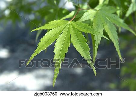 Stock Image - Greenery. Fotosearch