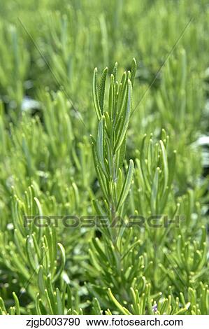Stock Image - Greenery. Fotosearch