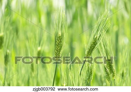 Greenery View Large Photo Image Stock Image - Greenery. Fotosearch