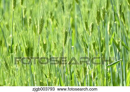 Greenery View Large Photo Image Stock Image - Greenery. Fotosearch