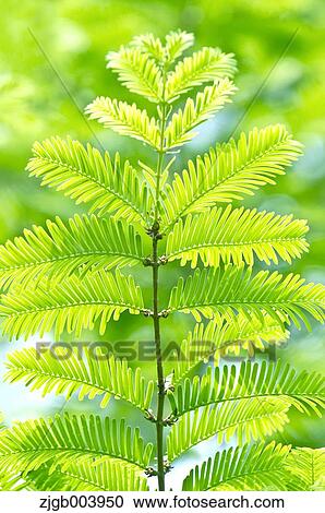 Greenery View Large Photo Image Stock Image - Greenery. Fotosearch