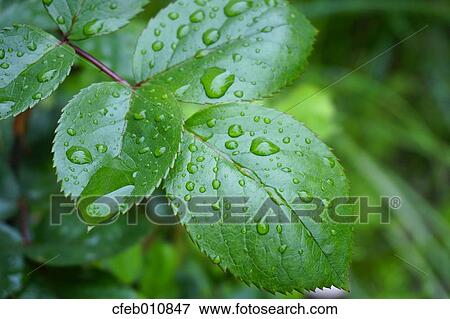 Greenery View Large Photo Image Stock Photo - Greenery. Fotosearch