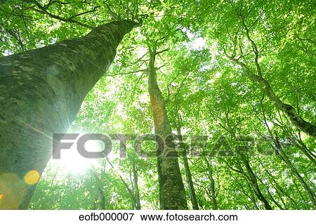 Stock Photo - Greenery. Fotosearch