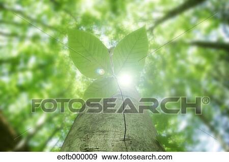 Stock Photo - Greenery. Fotosearch