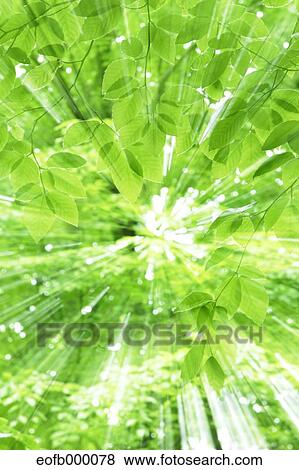 Greenery View Large Photo Image Stock Photo - Greenery. Fotosearch