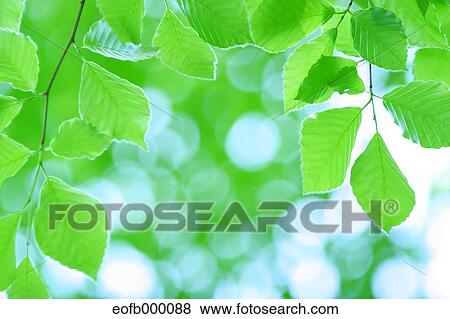 Stock Photo - Greenery. Fotosearch