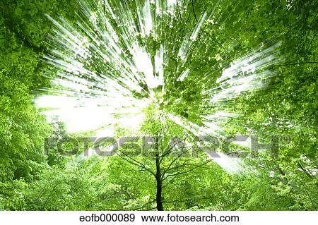 Stock Photo - Greenery. Fotosearch
