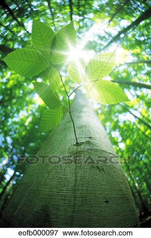 Stock Photo - Greenery. Fotosearch