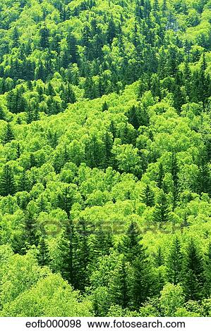 Greenery View Large Photo Image Stock Photo - Greenery. Fotosearch