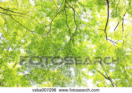 Greenery View Large Photo Image Stock Photo - Greenery. Fotosearch