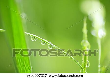 Greenery View Large Photo Image Stock Photo - Greenery. Fotosearch