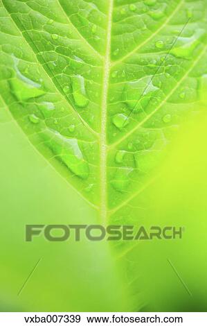 Greenery View Large Photo Image Stock Photo - Greenery. Fotosearch