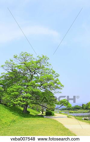 Stock Photo - Greenery. Fotosearch