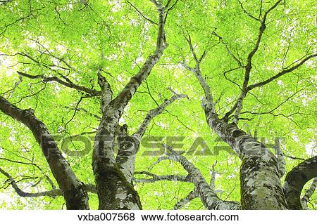 Stock Photo - Greenery. Fotosearch