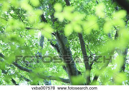 Greenery View Large Photo Image Stock Photo - Greenery. Fotosearch
