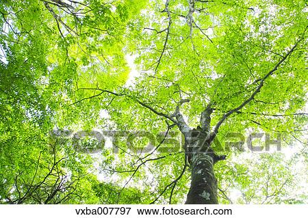 Stock Photo - Greenery. Fotosearch