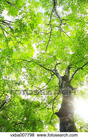 Greenery View Large Photo Image Stock Photo - Greenery. Fotosearch