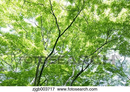 Greenery View Large Photo Image Stock Photo - Greenery. Fotosearch