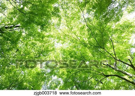 Greenery View Large Photo Image Stock Photo - Greenery. Fotosearch