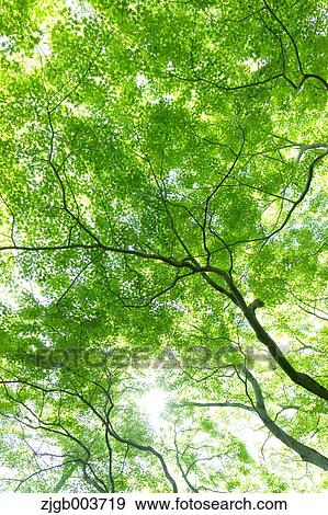 Greenery View Large Photo Image Stock Photo - Greenery. Fotosearch