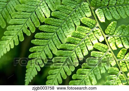 Greenery View Large Photo Image Stock Photo - Greenery. Fotosearch