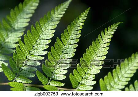 Stock Photo - Greenery. Fotosearch