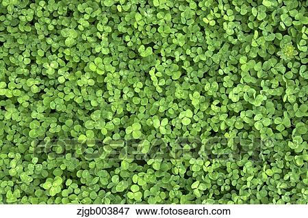 Greenery View Large Photo Image Stock Photo - Greenery. Fotosearch