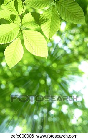 Greenery View Large Photo Image Stock Photograph - Greenery. Fotosearch