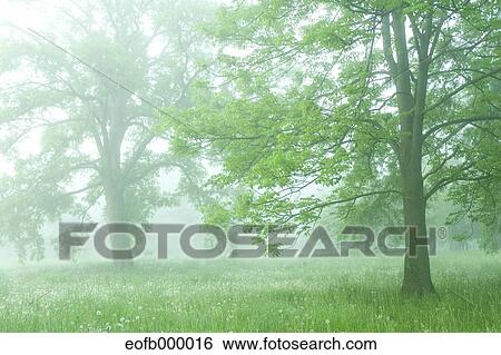 Greenery View Large Photo Image Stock Photograph - Greenery. Fotosearch