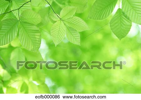 Greenery View Large Photo Image Stock Photograph - Greenery. Fotosearch