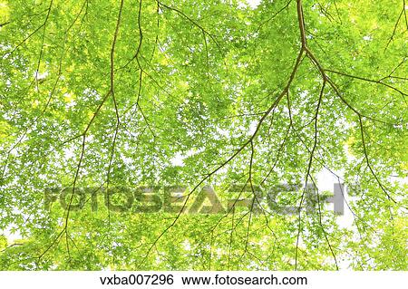 Stock Photograph - Greenery. Fotosearch