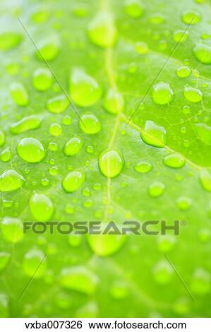 Greenery View Large Photo Image Stock Photograph - Greenery. Fotosearch