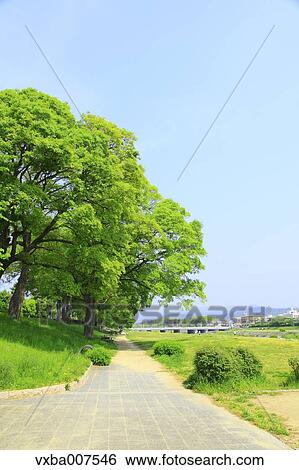 Greenery View Large Photo Image Stock Photograph - Greenery. Fotosearch
