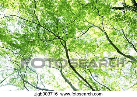 Greenery View Large Photo Image Stock Photograph - Greenery. Fotosearch