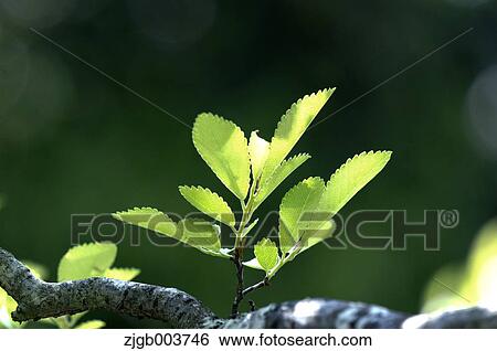 Stock Photograph - Greenery. Fotosearch