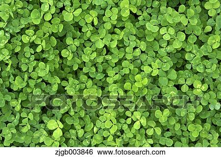 Greenery View Large Photo Image Stock Photograph - Greenery. Fotosearch