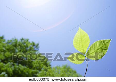 Stock Photography - Greenery. Fotosearch