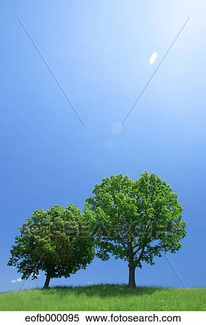 Stock Photography - Greenery. Fotosearch