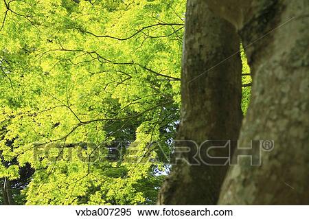 Stock Photography - Greenery. Fotosearch
