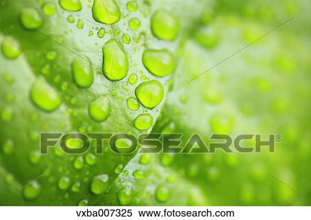 Greenery View Large Photo Image Stock Photography - Greenery. Fotosearch
