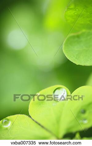 Greenery View Large Photo Image Stock Photography - Greenery. Fotosearch