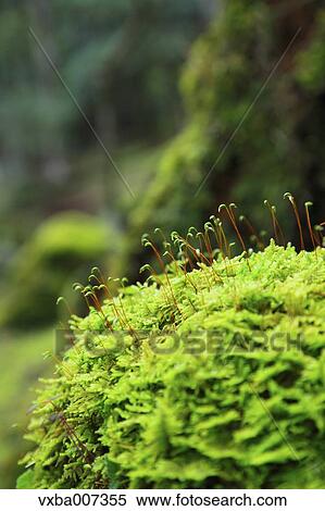 Stock Photography - Greenery. Fotosearch