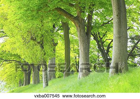 Stock Photography - Greenery. Fotosearch