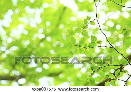 Greenery View Large Photo Image Stock Photography - Greenery. Fotosearch